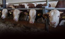 Üreticinin kabusu şap İzmir’e yayıldı: Süte büyük zam yolda!