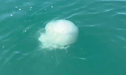 Vakalar arttı: Körfezde 'zehirli denizanası' alarmı!