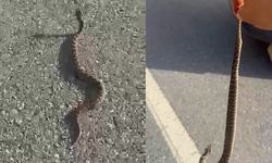 Zehirli engerekle ölüm dansı: 'Ben bir delilik yaptım'