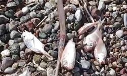 Datça'da korkutan görüntü: Ölü balıklar kıyıya vurdu