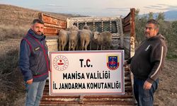 Çalınan 8 koyun jandarma tarafından bulundu