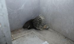 Nesli tehlike altında ola kirpi kurtarıldı