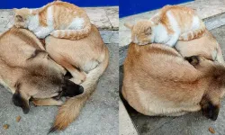 Aynı kaptan mama yiyip, birlikte uyuyorlar: Sımsıcak dostluk