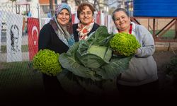 Bornova’da Kent Bostanlarında hasat zamanı!