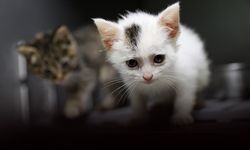 Buca’da 300 can dostu yeni yuvasına kavuştu