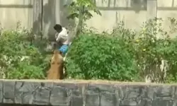 Güvenliği aşıp aslanlı bölmeye girdi: 19 yaşındaki gencin korkunç sonu