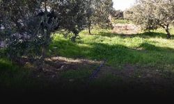 Tarımda kuraklık alarmı: Çare yağmur hasadı