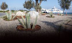 İzmir'de kurakçıl peyzaj hamlesi: Hem estetik hem tasarruflu