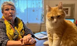 Kediye ev hapsi verildi: Ağır para cezası yedi!