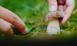 Mantar toplamaya gitti ormanda kayboldu... Arama çalışmaları sürüyor!