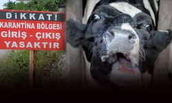Muğla'da şap alarmı: 11 mahalle karantinaya alındı!