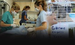 Karşıyaka Belediyesi bir yılda 40 bin patiliye umut oldu