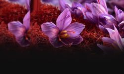 İzmir’den Batı Karadeniz’e turizm köprüsü:  Safranbolu’nun Safranı İzmir’de parladı