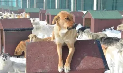 Sahiplendiği köpekleri sokağa bıraktı: 172 bin lira ceza yedi!