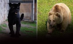 Sasalı'nın yeni misafirleri: Jüliet ve Yumuk!