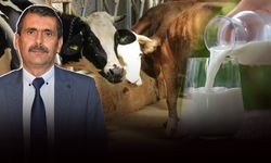 Tire Süt Kooperatifi Başkanı Öztürk ŞAP krizini anlattı: Süt üretimi 17 ton azaldı!