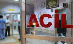 Zeytin toplarken ağaçtan düştü: Hastanelik oldu!