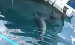 Bodrum'da rıhtımda fok görüntülendi