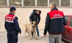 Köpek dövüştüren 14 şüpheli yakalandı