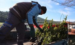 Muğla'da üreticilere 31 bin defne fidanı dağıtıldı