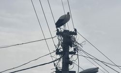 Muğla'da leylekler için güvenli yuva