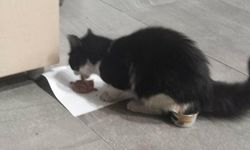 Salihli'de çatıda mahsur kalan kediyi itfaiye kurtardı