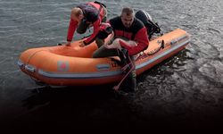 Ayağına misina dolanan flamingoyu İzmir İtfaiyesi kurtardı!