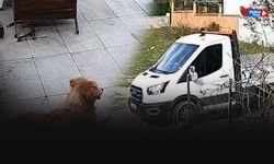 Bu nasıl vicdan bu nasıl insanlık! Yol kenarında yatan 'Meks'i ezip geçti