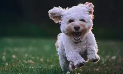 Köpek sahibi olanlar daha az demans oluyor!