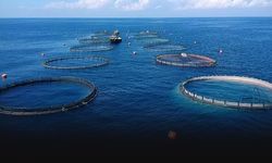 Ege, su ürünleri ve hayvansal mamuller ihracatında öne çıktı... Hedef 4,3 milyar dolar!