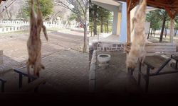 İnsanlık dışı olay: Köpek, işkence yapılarak öldürüldü