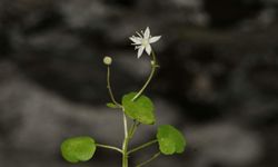 İzmir'de endemik bitki türü keşfedildi; İzmir göbek otu