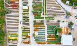 İzmir’in renkleri Büyükşehir fidanlıklarında filizleniyor