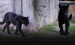 Doğal Yaşam Parkı’nda koruma altındaki jaguar Juliet'ten acı haber!