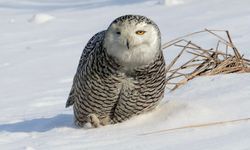 Amerika’da bir Seferihisarlıdan doğa gururu!