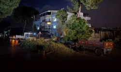 Kenti fırtına vurdu: Devrilen ağaç elektrik hatlarını kopardı!