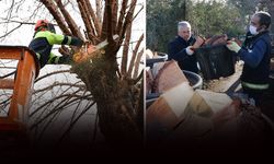 Konak’ta kış dayanışması: Budanan ağaçlar yuvaları ısıtıyor