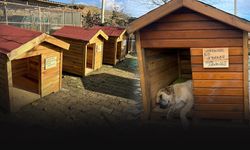 Seferihisar'ın hayvan barınağında kafes yerine kulübe dönemi!