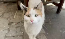Üzerine kedi düşen hastaya 50 bin lira tazminat!