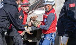 Afetlerde mahsur kalan hayvanlar unutulmayacak