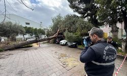 Aydın'da hastane bahçesinde devrilen ağaç 4 otomobilde hasara neden oldu