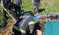 Foseptik çukuruna düşen inek itfaiye ekiplerince kurtarıldı