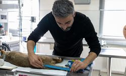 İzmir'de tedavisi tamamlanan saz kedisi doğaya salındı