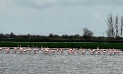 Büyük Menderes Nehri taştı: Flamingolara yuva oldu!