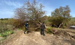 Bodrum'da fırtına etkili oldu: Ağaçlar devrildi, tekne karaya oturdu!