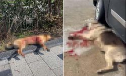 Bodrum'da 2 köpek tüfekle vurularak öldürüldü