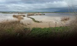Büyük Menderes Nehri yine taştı: Söke Ovası'nı su bastı
