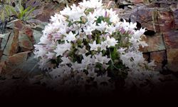 Ege Üniversitesi'nin 'çan çiçeği' projesine TÜBİTAK desteği!