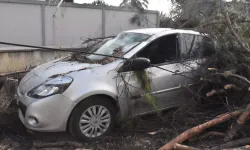 İzmir'de kuvvetli rüzgar etkili oldu: Ağaçlar devrildi!