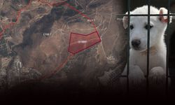 İzmir’in 3 belediyesinden sokak hayvanları için dev adım: Doğal yaşam alanı kuruluyor!